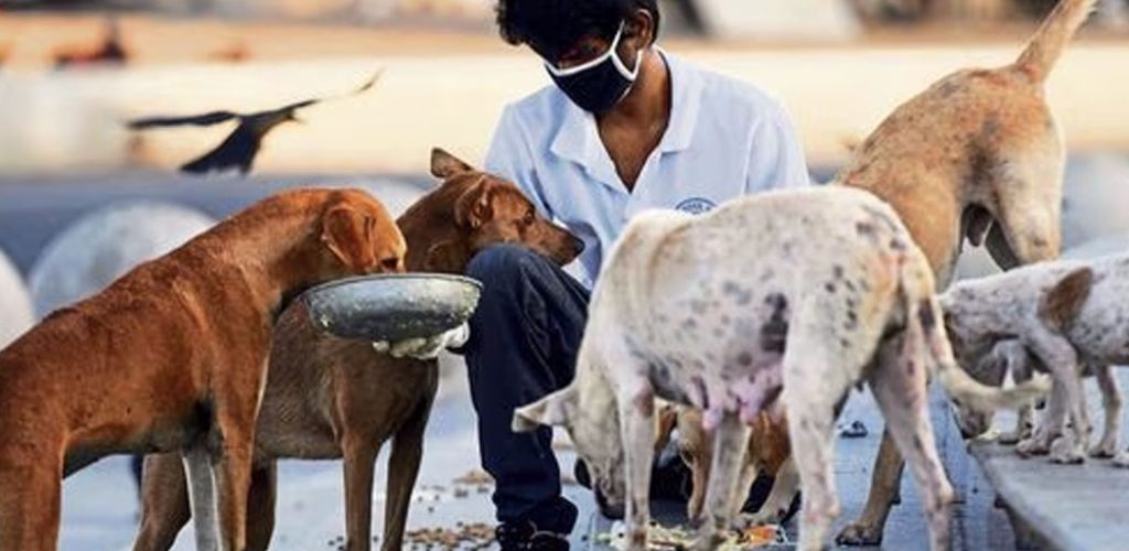 1 1how_street_dogs_spend_their_days_1050x700 copy