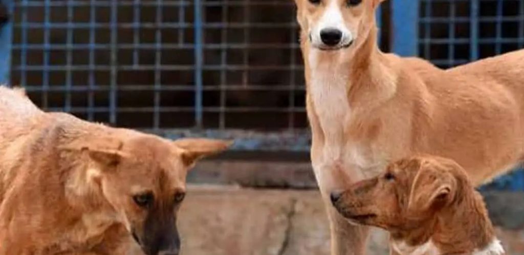 1how_street_dogs_spend_their_days_1050x700 copy