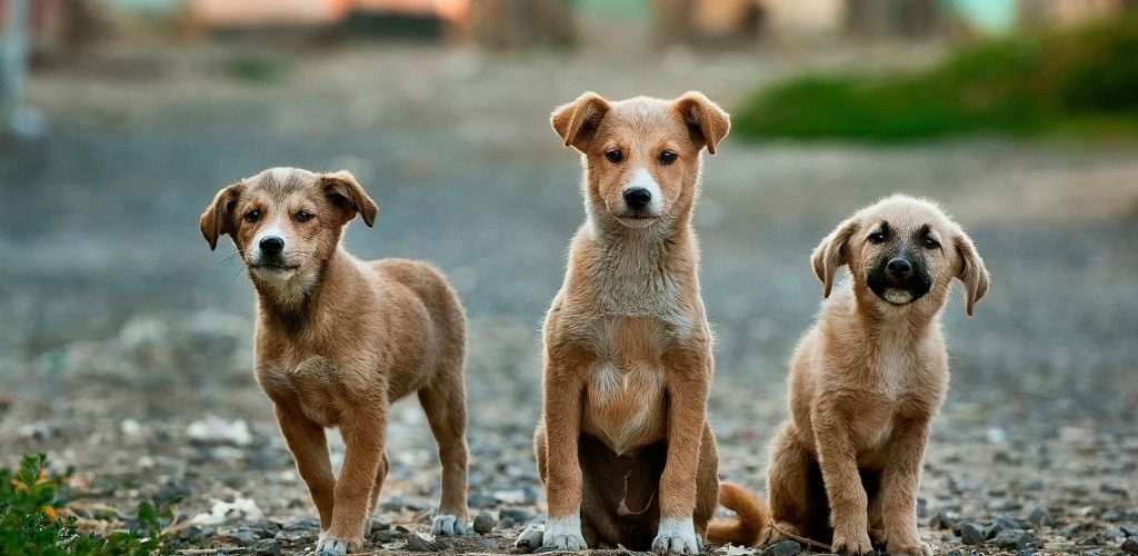 anoir-chafik-2_3c4dIFYFU-