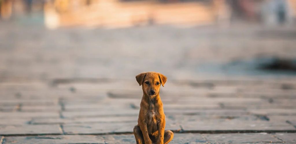 how_street_dogs_spend_their_days_1050x700 copy